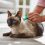 What to Do if Your Cat has Fleas?