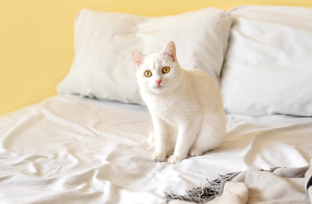 Why Does My Cat Pee On My Bed? Your Pets Buddy