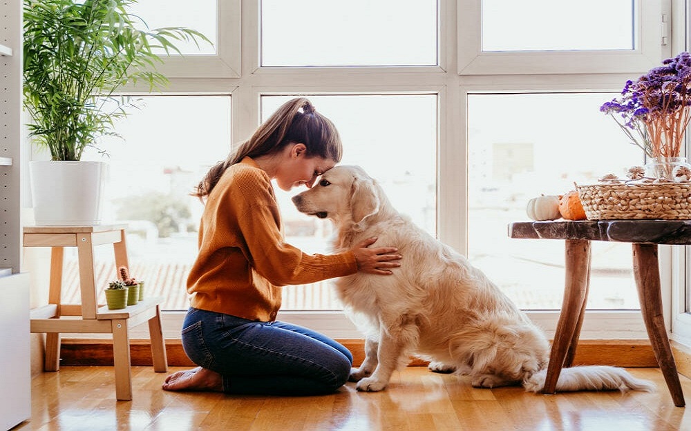 Clean and Treat Dog