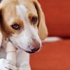 Dog Chewing