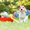 Dog Toys