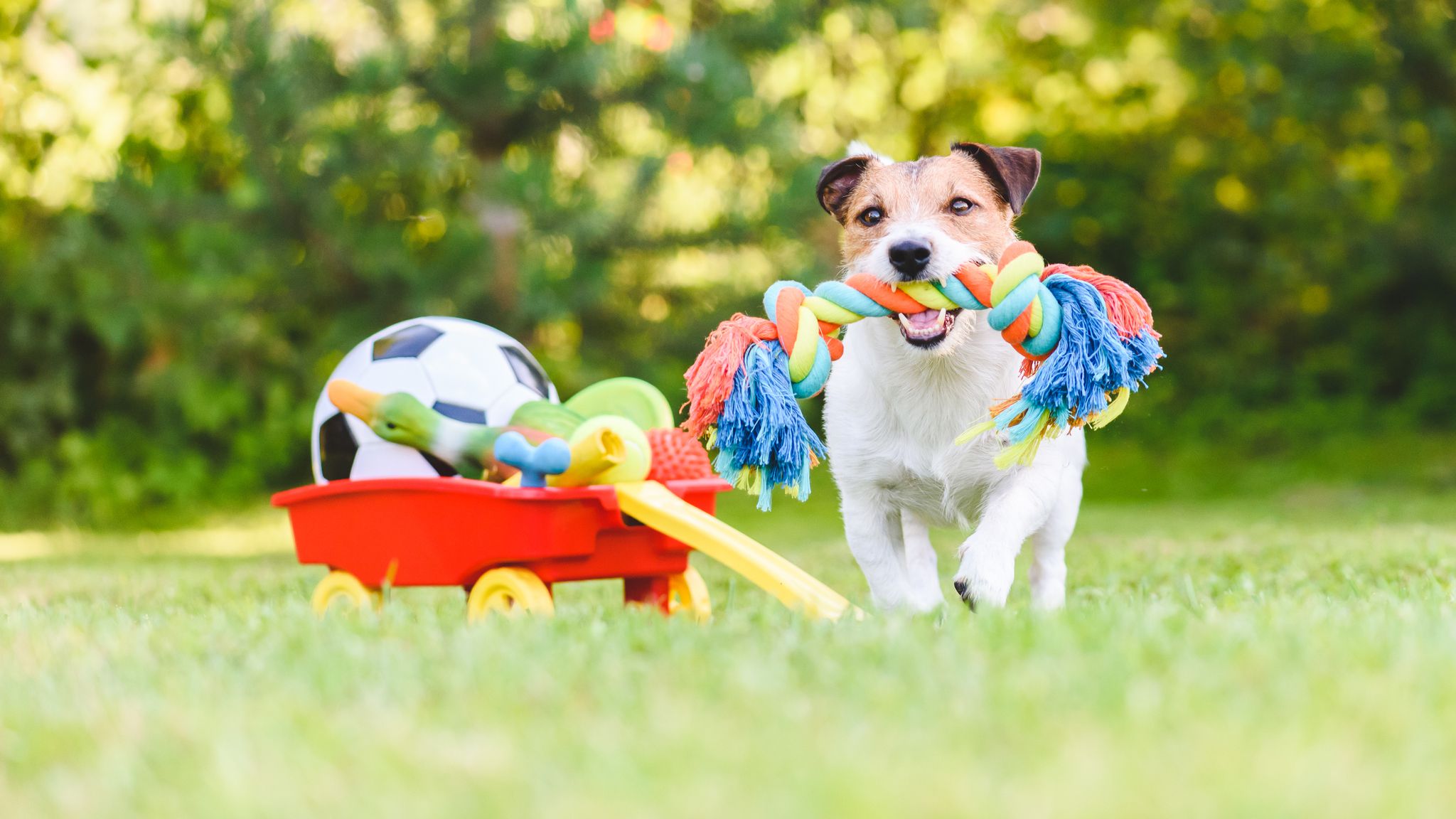 How to Choose the Right Toys for Your Dog? Your Pets Buddy