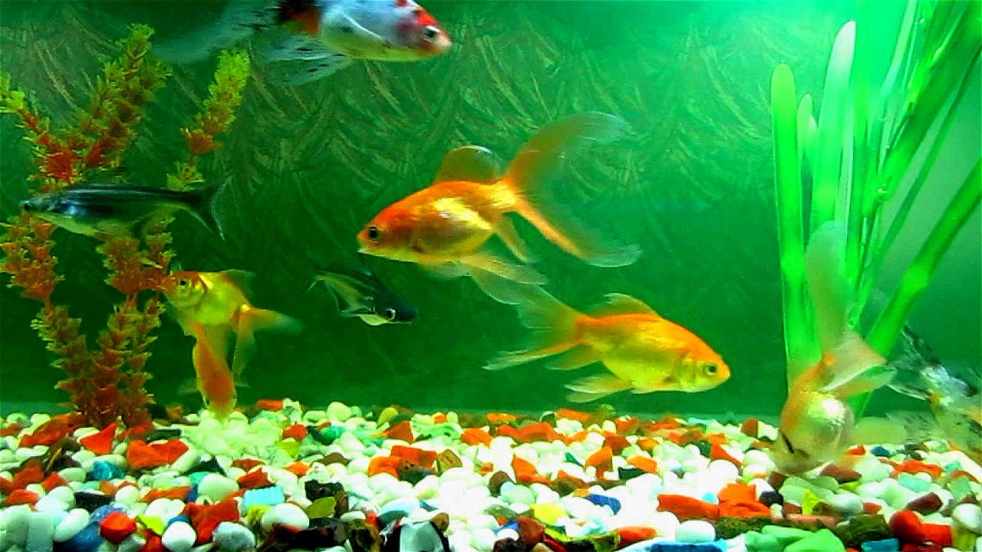Fish Care Tips