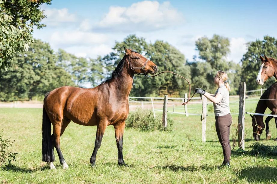 Gelding Horse