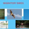 Migratory Bird