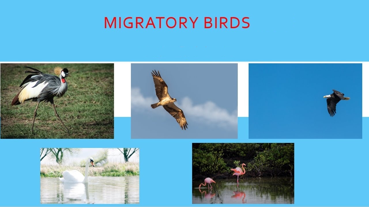 Migratory Bird