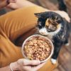 Pet Feed Schedule