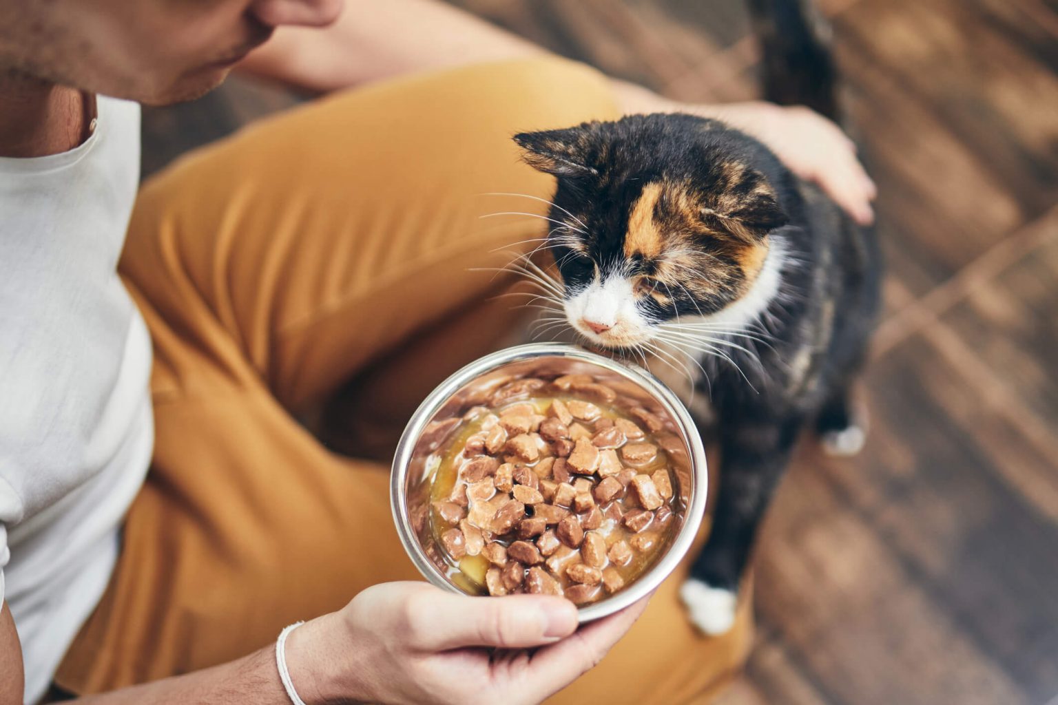 Why It Is Important To Feed Your Pet On A Schedule? Your Pets Buddy