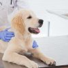 Pet Insurance Tips