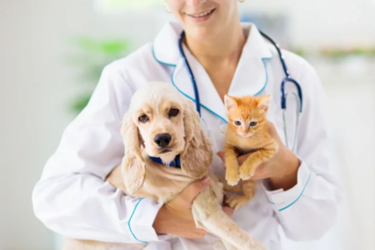 Pet Insurance