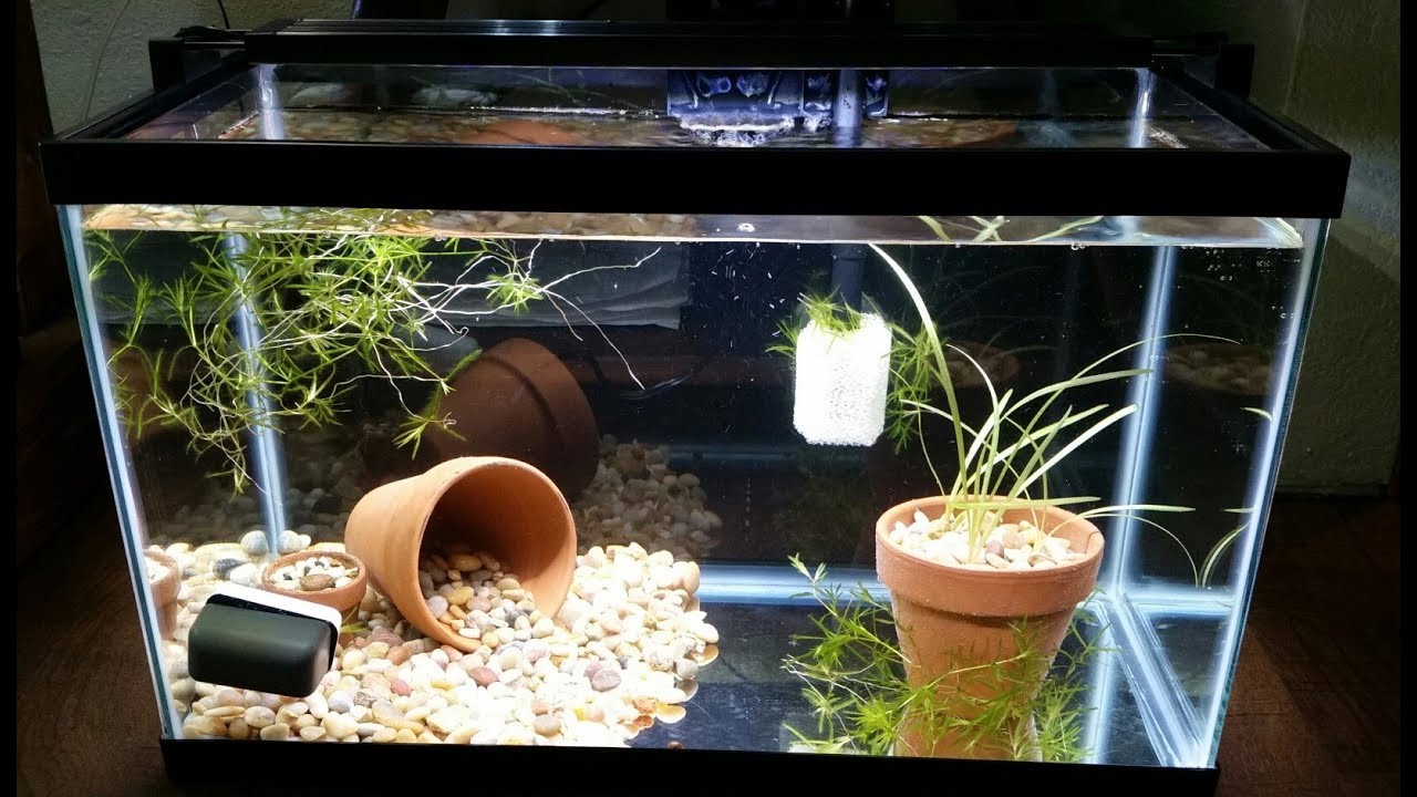 Set Up a Fish Tank