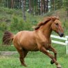 Stallion Horse