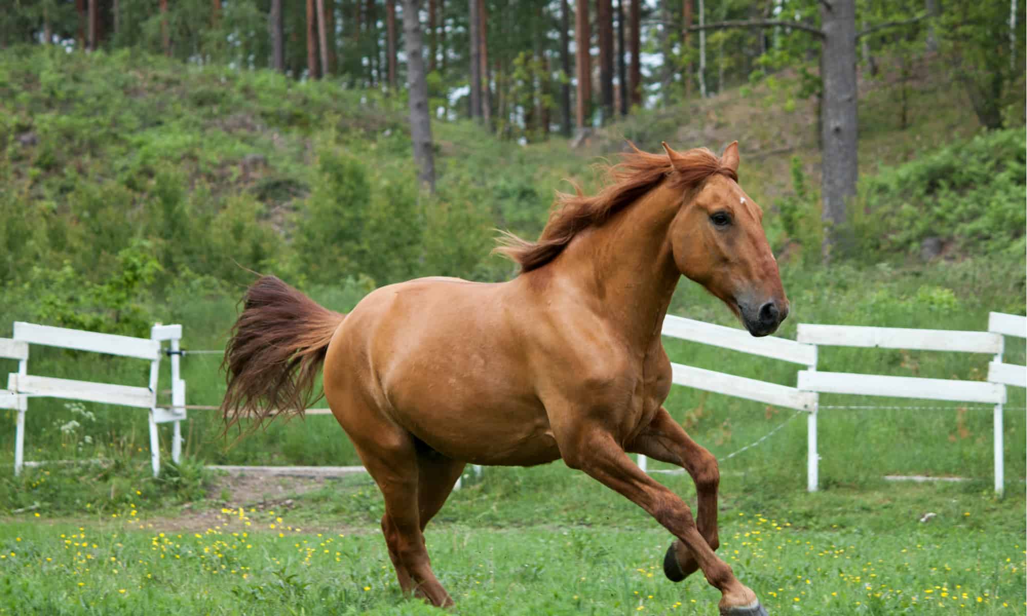 Stallion Horse