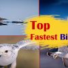 Top Fastest Birds