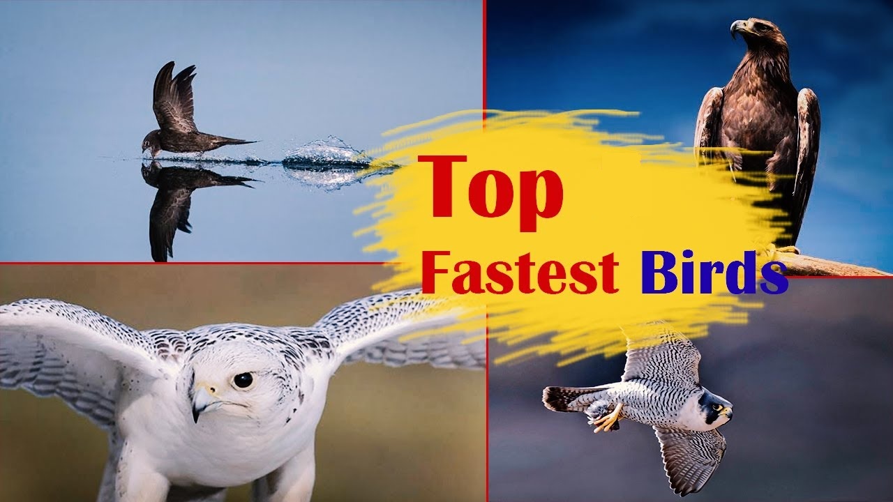 Top Fastest Birds