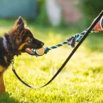Guide to Training New Puppy