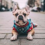Outfitting Your Dog