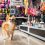 Why Should You Choose a Pet Accessory Store That Prioritizes Style and Comfort?