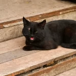 Black Cat Personality