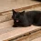 Unveiling the Mystique: Understanding Black Cat Personality