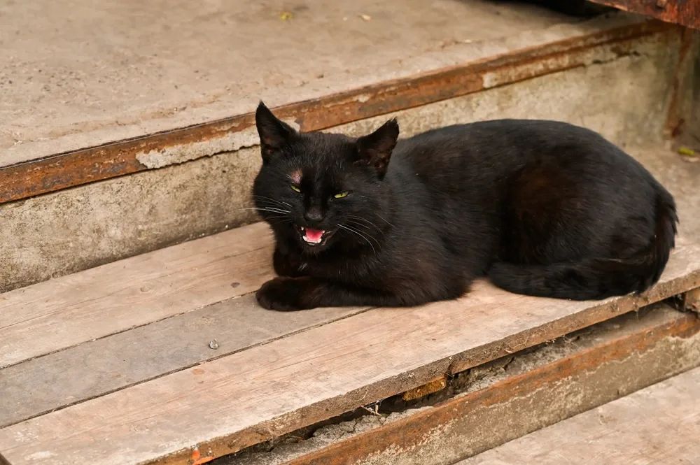Black Cat Personality