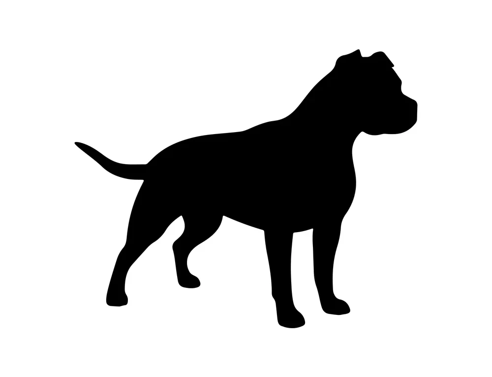 Pit Bull life expectancy