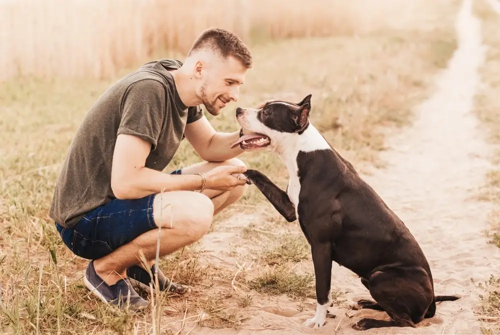 american pit bull terrier 1 american pit bull terrier