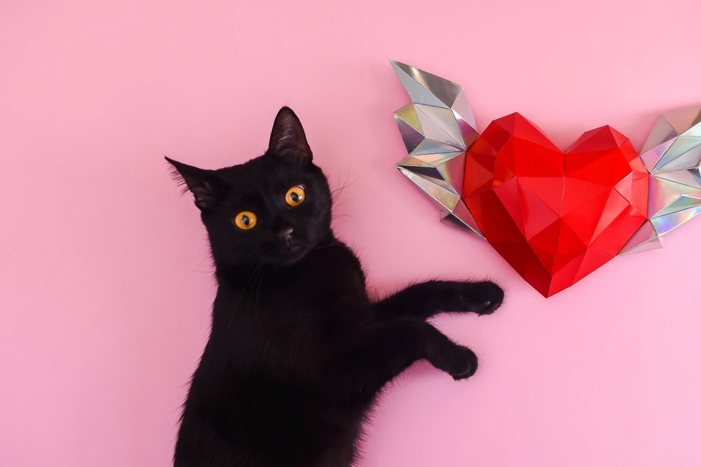 black cat personality in relationship