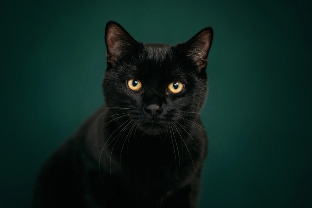 black cat personality traits