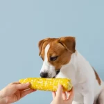 Can Dog Eat Corn