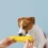 Can Dog Eat Corn? Safety, Benefits & Risks Explained