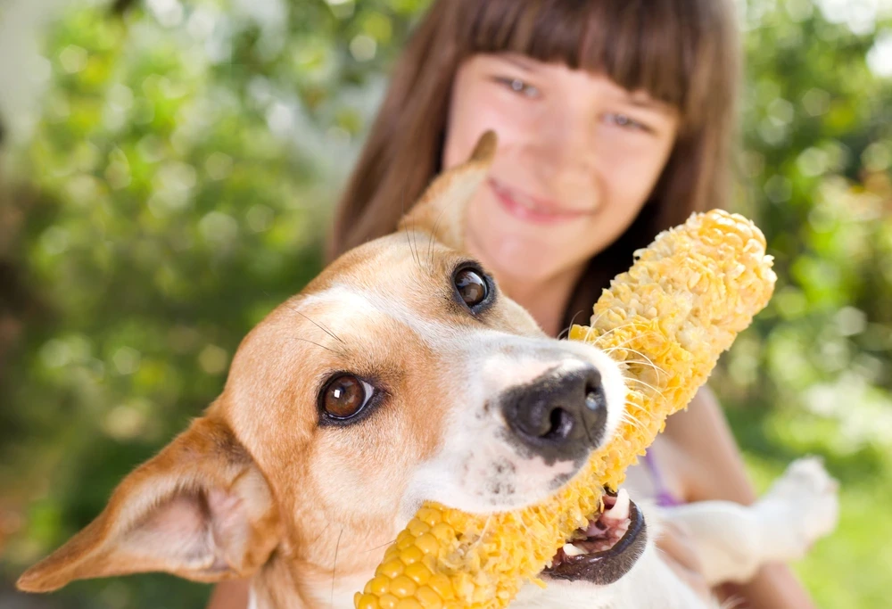 Can Dog Eat Corn Cob Can Dog Eat Corn Cob