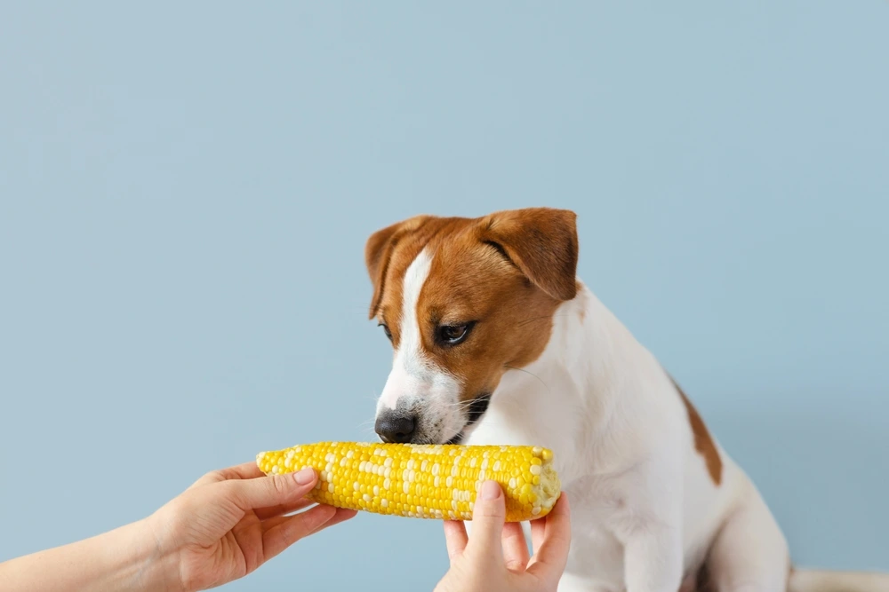 Can Dog Eat Corn Can Dog Eat Corn