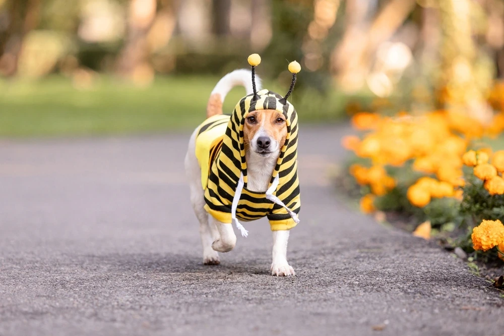 Can Dogs Eat Honey Can Dogs Eat Honey