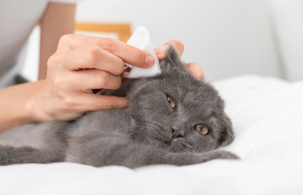 Cat Ear Infection Home Remedy Cat Ear Infection Home Remedy