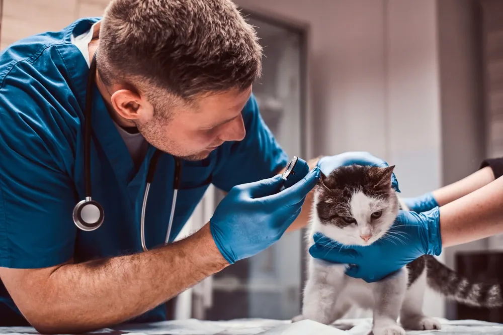 Cat Ear Infection Cat Ear Infection