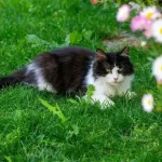 Fluffy Tuxedo Cat