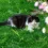 Fallen for a Fluffy Tuxedo Cat Yet?
