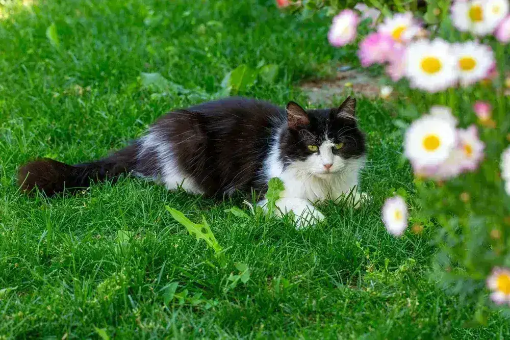 Fluffy Tuxedo Cat Fluffy Tuxedo Cat