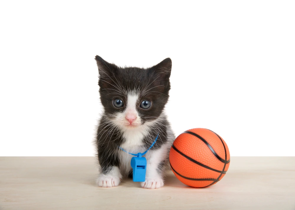 Fluffy Tuxedo Kitten Fluffy Tuxedo Kitten
