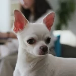 Most Aggressive Dog Breeds