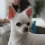 Most Aggressive Dog Breeds: Beware Before You Pet
