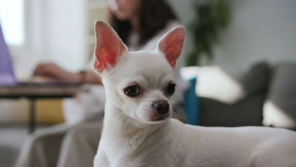 Most Aggressive Dog Breeds Most Aggressive Dog Breeds