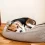 Understanding Smegma In Dogs: What It Is, Causes, and Treatment