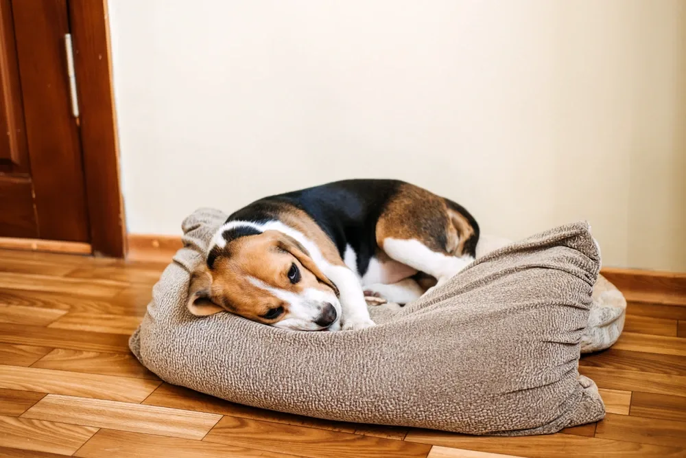 Smegma In Dogs