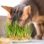 What Is Cat Grass