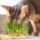 What Is Cat Grass? Everything You Need to Know