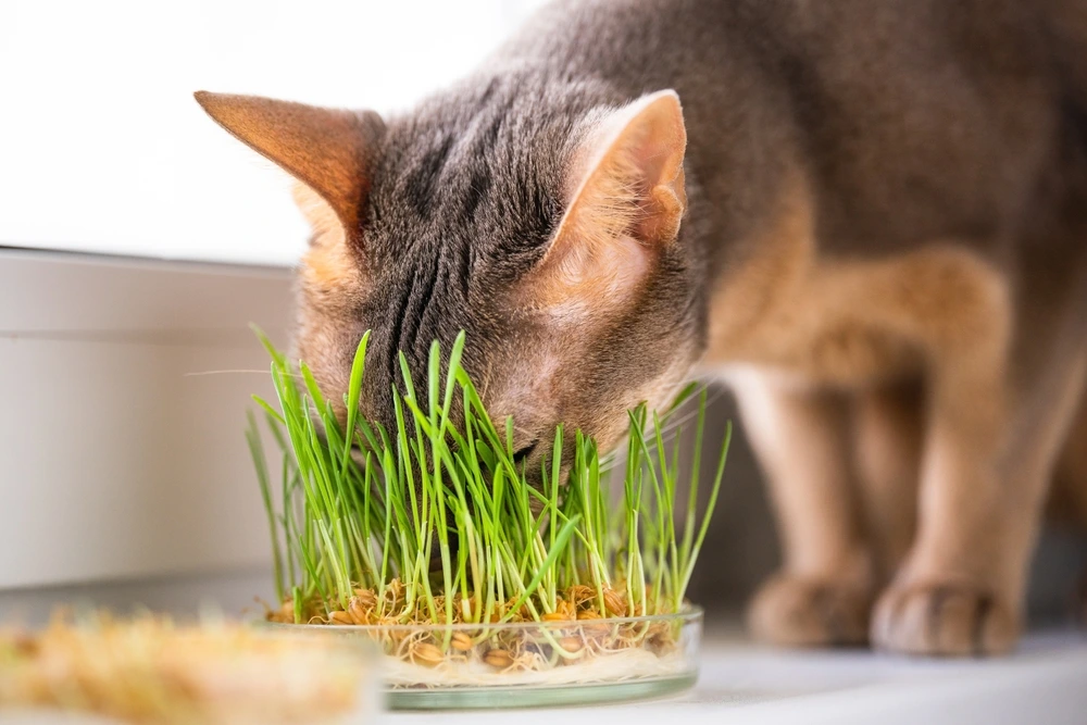 What Is Cat Grass