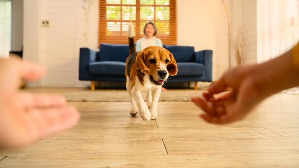 Why Do Dogs Love Humans