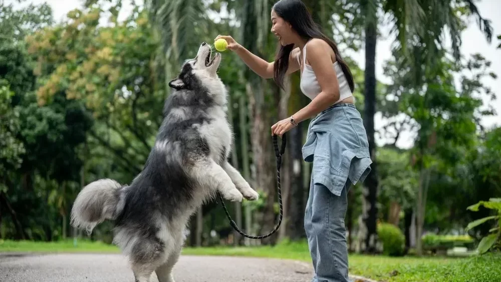 Why Do Dogs Love Tennis Balls